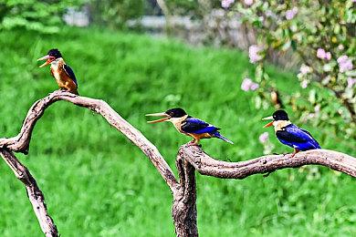 《inZOI(云族裔)》直播效果爆炸 不死鸟总监捏出“古神脸”